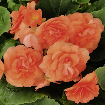 B. ‘Linda Salmon’